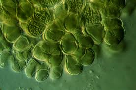 Хлорофиллы цианобактерий. Филум cyanobacteria. Цианобактерии обитают. Цианобактерии Nodularia. Цианобактерии абаьаена.