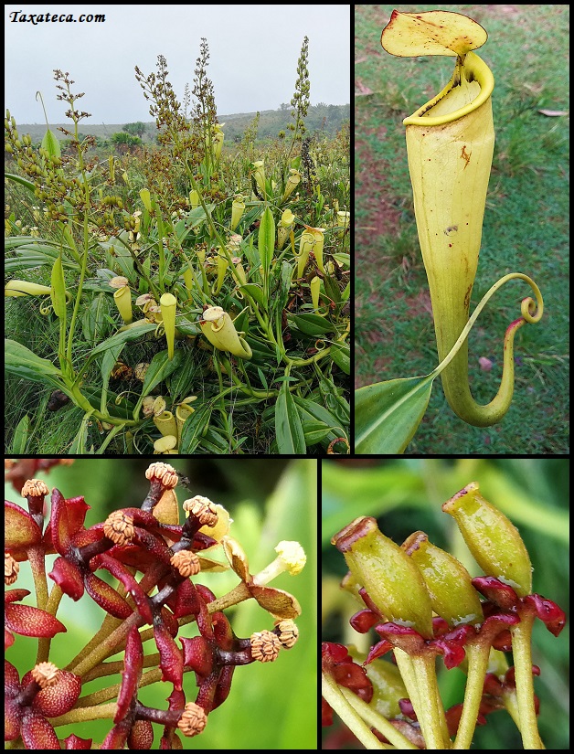 Nepenthes madagascariensis Nepenthes_madagascariensis