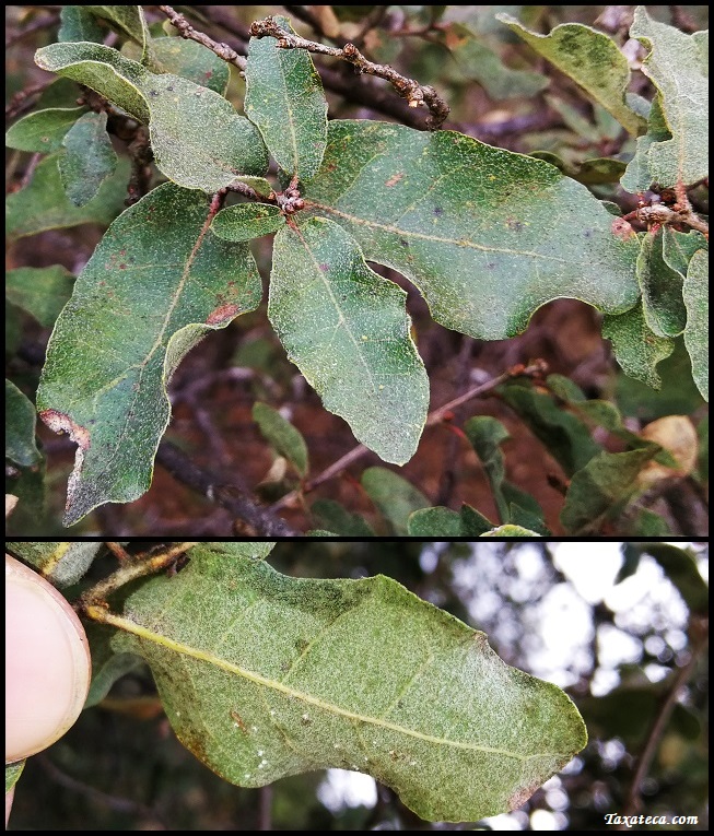 Quercus striatula Quercus_striatula