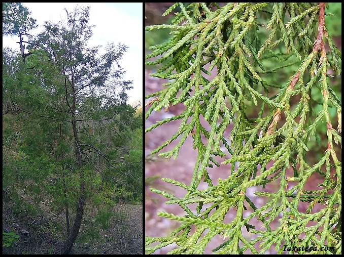 Juniperus flaccida Juniperus_flaccida
