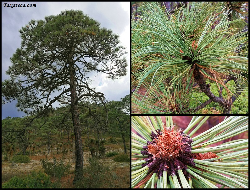 Pinus arizonica Pinus_arizonica