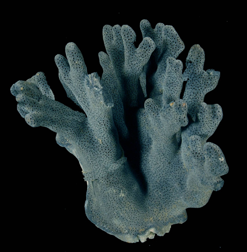 Скелет коралла. Heliopora coerulea. Heliopora coerulea полип. Heliopora coerulea скелет. Скелет мадрепорового коралла.